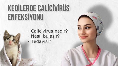 calicivirus nedir